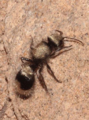 Réf. 242 758 : Stenomutilla sp.